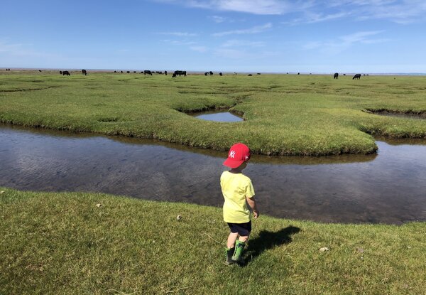 Small child looking out over salt marsh land with cows grazing in the distance